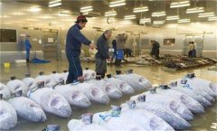浙江-60℃超低溫凍庫(金槍魚水產冷凍庫)建造價格